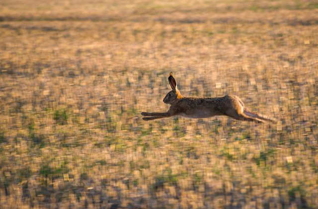 うさぎが飛び跳ねる